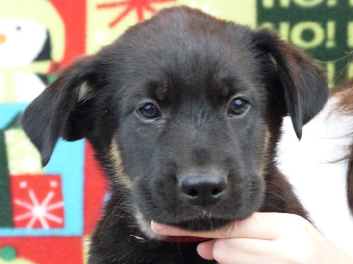 chinook puppy